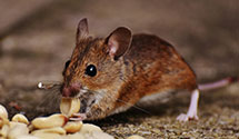 24 Hour & Emergency Exterminators in Turah, MT